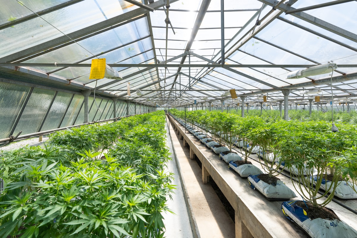 Serre de culture de fleurs CBD en intérieur