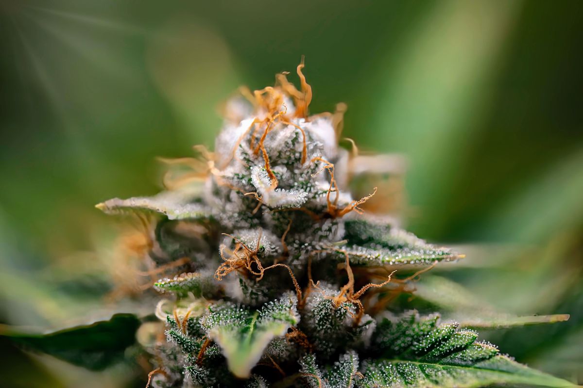 Bourgeon de cannabis CBD couvert de trichomes utilisés pour fabriquer le hash