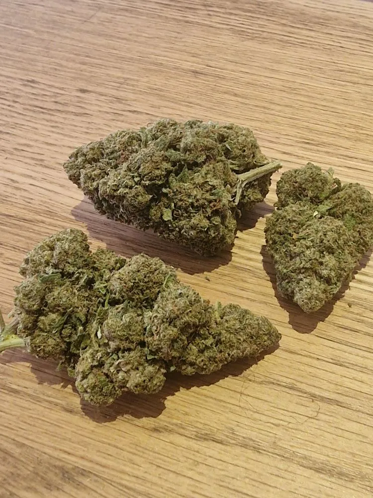 Fleur de CBD Mimosa Indoor