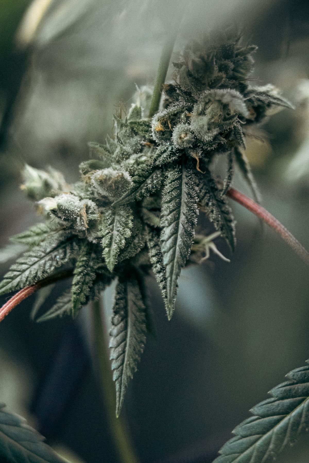 Gros plan sur les trichomes d'une résine de hash CBD