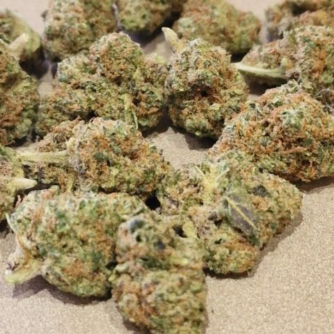Medium buds Blueberry Muffin CBD indoor - LV Nature Roanne