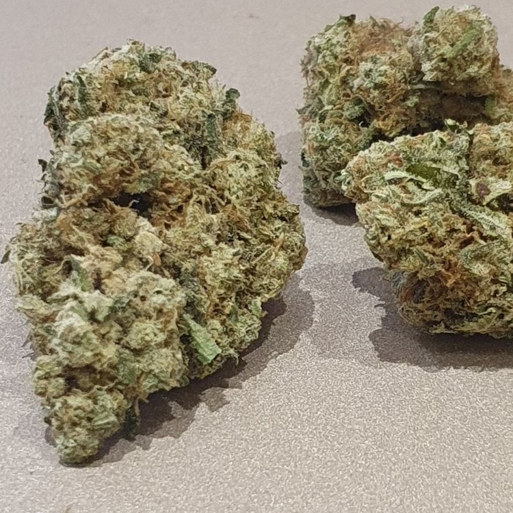 Fleur CBD Amnesia JSH indoor Suisse, 18 % CBD – LV Nature CBD Roanne (détail)